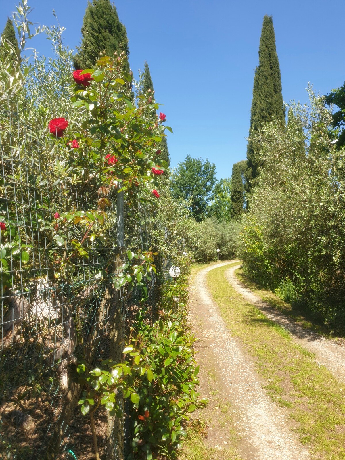 Podere Pagliaio 1 &mdash; Il verde intorno alla proprieta'