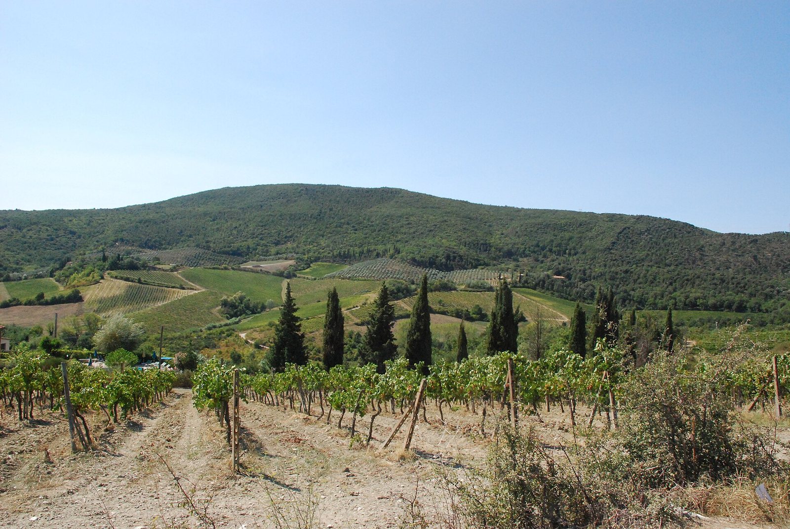 Vigneti e cipressi nella campagna toscana d'autunno