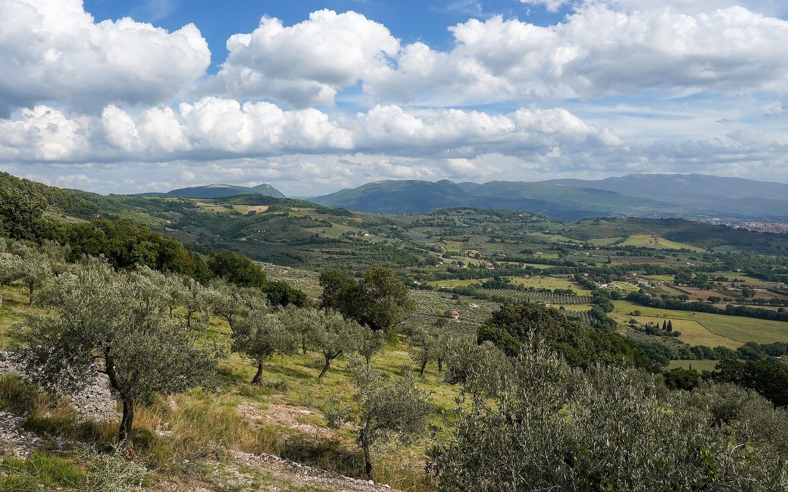 Un uliveto sulle colline toscane